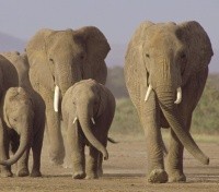 Elephant Elephant